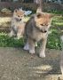Japanska Akita, štenci