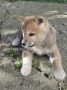 Japanska Akita, štenci