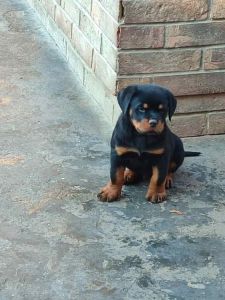 Prelepa štenad Rotvajlera, 2 meseca star