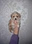 Prodajem preslatke kuce maltipoa. 