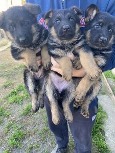 Štenci NEMAČKOG OVČARA