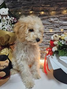 Dve vesele mini pudle apricot