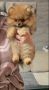 Prelepi pomeranac