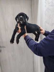 Na prodaju stenad Cane Corso,