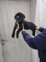 Na prodaju stenad Cane Corso,