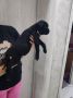 Na prodaju stenad Cane Corso,