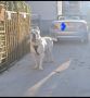 Na prodaju stenad Cane Corso,