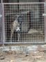 Na prodaju stenad Cane Corso,