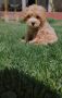 Maltipoo štenci