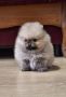 Pomeranski špic - Boo