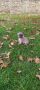 Francuski buldog štenci egzotičnih boja