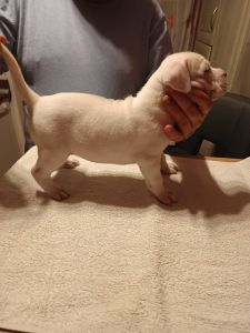 Dogo Argentino, štenci