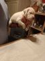 Dogo Argentino, štenci