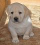 LABRADOR retriver, štenci šampionskog po