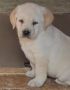 LABRADOR retriver, štenci šampionskog po