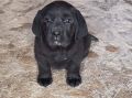 LABRADOR retriver, štenci šampionskog po