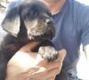 LABRADOR retriver, štenci šampionskog po