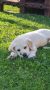 LABRADOR retriver, štenci šampionskog po