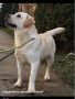 LABRADOR retriver, štenci šampionskog po