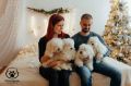 Coton de Tulear