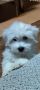 Coton de Tulear