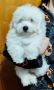 Coton de Tulear