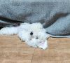 Coton de Tulear