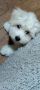 Coton de Tulear