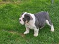 Engleski buldog