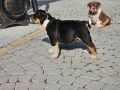 Engleski buldog