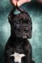 Cane Corso stenad