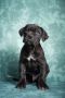 Cane Corso stenad