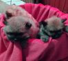 Pomeranski Spic