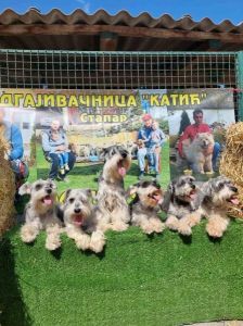 Patuljasti Snaucer biber so