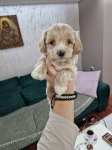 Neodoljivi Maltipoo štenci, spremni