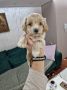 Neodoljivi Maltipoo štenci, spremni