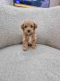 Neodoljivi Maltipoo štenci, spremni