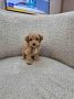 Neodoljivi Maltipoo štenci, spremni