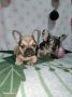 Francuski buldog – 4 muška i 1 ženka