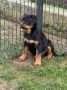 Na prodaju štenad Rottweilera vrhunskog
