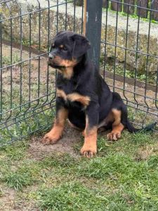 Na prodaju štenad Rottweilera vrhunskog
