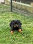 Na prodaju štenad Rottweilera vrhunskog