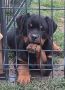 Na prodaju štenad Rottweilera vrhunskog