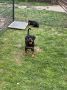 Na prodaju štenad Rottweilera vrhunskog