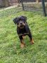 Na prodaju štenad Rottweilera vrhunskog