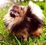 Pomeranac kvalitetni štenci