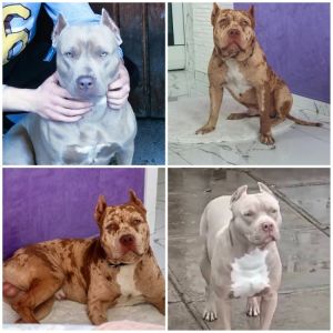 Pit bull štenci red nose lilac merle exo