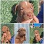 Pit bull štenci red nose lilac merle exo