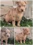 Pit bull štenci red nose lilac merle exo