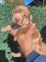 Pit bull štenci red nose lilac merle exo